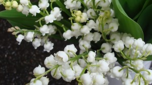 le muguet