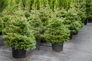 40900148-arbres-de-no-l-en-pots--vendre