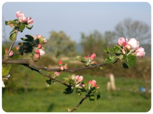 Lire la suite à propos de l’article LE PRINTEMPS ARRIVE !