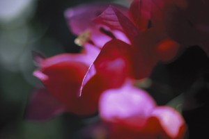 Lire la suite à propos de l’article NOUVEAUTES BEAUTE : FETE DES MERES – FETE DES PERES