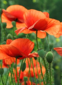 Lire la suite à propos de l’article LES COQUELICOTS DE MONET