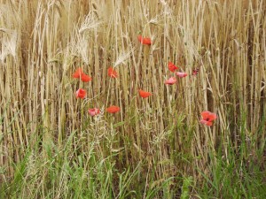 Lire la suite à propos de l’article JOLI COQUELICOT GOURMAND