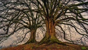 Lire la suite à propos de l’article LE POUVOIR DE LA NATURE
