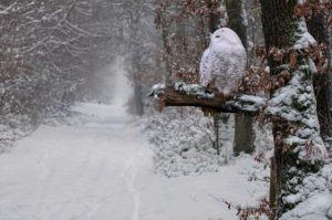 Lire la suite à propos de l’article EFFET DU PARFUM SUR NOTRE PSYCHE
