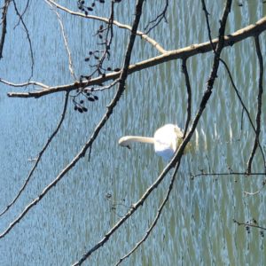 Lire la suite à propos de l’article Des jonquilles aux derniers lilas…