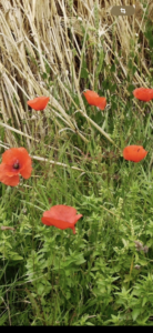 Lire la suite à propos de l’article LE COQUELICOT